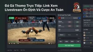 Đá Gà Thomo Trực Tiếp: Link Xem Livestream Ổn Định Và Cược An Toàn