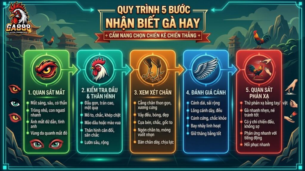 Quy Trình 5 Bước Nhận Biết Gà Đá Hay